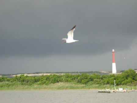 Bird Lighthouse 6-09